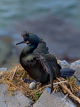 European shag (Phalacrocorax aristotelis) on nest with egg, Hornoya, Norway, May.