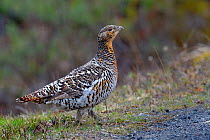Western capercaillie (Tetrao urogallus) on the road, Varanger, Norway , April