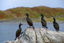 European shag (Phalacrocorax aristotelis) group of four resting on the coast, Hornoya Island, Norway, May.