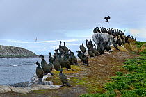 European shag (Phalacrocorax aristotelis) group resting on the coast, Hornoya Island, Norway, May.