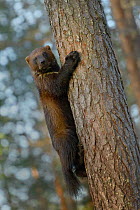 Wolverine (Gulo gulo) in forest, Finland, May.