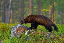 Wolverine (Gulo gulo) in forest, Finland, May.