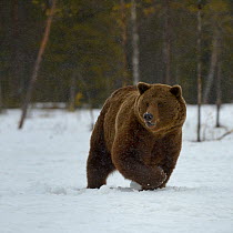 Eurasian brown bear (Ursus arctos arctos) in snow, North Finland, April.
