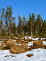 Snow melting in spring, Finland, April.