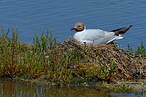 Black headed gull (Chroicocephalus ridibundus) Vendeen Marsh, West France, June