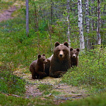 Eurasian brown bear (Ursus arctos arctos) mother with cubs on forest path, North Finland, May.
