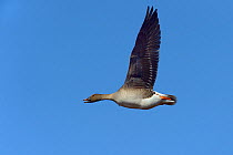 Taiga bean goose (Anser fabalis) flying, Varenger, Norway, May