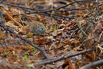 Grey red-backed vole (Myodes rufocanus) Varenger, Norway, May.