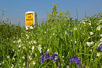 Bank of Oxeye daisies (Oxalis sp) and Bluebells (Hyancinthoides)  in which major gas pipeline runs Norfolk, UK, May.