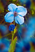 Himalayan blue poppy (Meconopsis betonicifolia) flower, cultivated plant in garden.