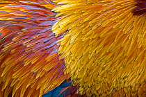 Close up of Jungle fowl (Gallus gallus) feathers. Captive occurs in Asia.