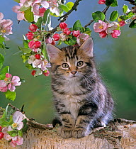 Tabby kitten in spring with apple blossom.