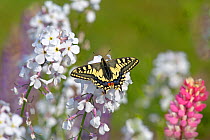 Swallowtail butterfly (Papilio machaon) in garden, Norfolk, England, UK, June.
