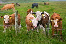 Mixed breed beef calves in pasture, Cley, Norfolk, UK, June.
