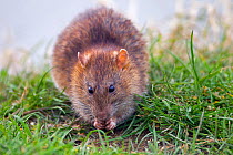 Brown rat  (Rattus norvegicus) feeding in arable field , Norfolk, England, UK, April.