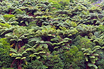 RF- Rough tree ferns (Dicksonia squarrosa) growing on hillside, New Zealand. (This image may be licensed either as rights managed or royalty free.)