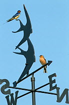 RF- Swallow (Hirundo rustica) adult and Chaffinch (Fringilla coelebs) perched on Weather Vane  England, UK, May. (This image may be licensed either as rights managed or royalty free.)