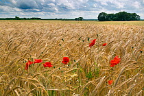 RF- Barley (Hordeum vulgare) field with Poppies (Papaver rhoeas) North Norfolk, UK, June. (This image may be licensed either as rights managed or royalty free.)