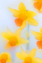 RF- Daffodils (Narcissus) in flower  photographed using soft focus technique (This image may be licensed either as rights managed or royalty free.)