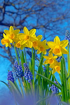 RF- Grape hyacinths (Muscari) and Daffodils (Narcissus sp) in flower, Norfolk, UK, March. (This image may be licensed either as rights managed or royalty free.)
