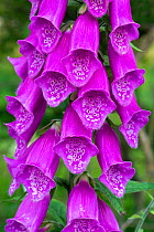 RF- Foxglove (Digitalis purpurea) flowers, England, UK, June. (This image may be licensed either as rights managed or royalty free.)