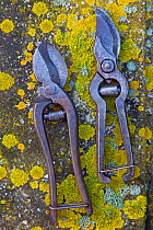 RF- Old garden secateurs on lichen. (This image may be licensed either as rights managed or royalty free.)