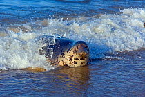 RF- Grey seal (Halichoerus grypus) in breaking waves Blakeney Point, Norfolk, England, UK, December. (This image may be licensed either as rights managed or royalty free.)