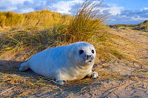 RF- Grey seal (Halichoerus grypus) pups on Norfolk Beach, England, UK, December. (This image may be licensed either as rights managed or royalty free.)