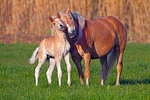 RF- Haflinger mare and foal in meadow, Austria. (This image may be licensed either as rights managed or royalty free.)