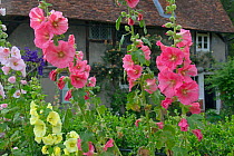 RF- Hollyhock (Alcea) flowers in Hambleden Village Buckinghamshire, England, UK, July (This image may be licensed either as rights managed or royalty free.)