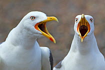 RF- Lesser black-backed gulls (Larus fuscus) calling from shoreline, beaks open, England, UK, May. (This image may be licensed either as rights managed or royalty free.)