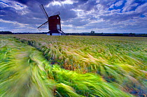 RF- Pitstone Windmill with Barley field (Hordeum vulgare) in wind, Buckinghamshire, England, UK, June. (This image may be licensed either as rights managed or royalty free.)