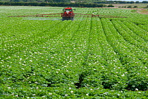 RF- Potato (Solanum tuberosum) crop in flower with sprayer spraying fungicides,  Norfolk, England, UK, July. (This image may be licensed either as rights managed or royalty free.)