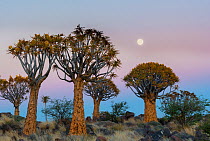 Quiver trees (Aloe dichotoma) at sunset with moon, Namib Desert, Namibia.