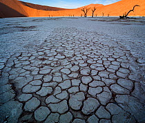 Deadvlei, with dessicated 900 year old trees standing in the salt pan surrounded by towering red sand dunes. Namib-Naukluft National Park, Namibia. June 2013.