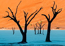 Dead Vlei, with dessicated 900 year old trees standing in the salt pan surrounded by towering red sand dunes. Namib-Naukluft National Park, Namibia. June 2013.
