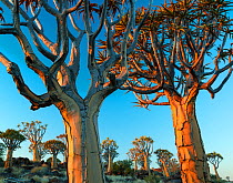 Quiver trees (Aloe dichotoma) at sunset, Namib Desert, Namibia.