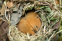 Hazel dormice  (Muscardinus avellanarius), together in one nest, Harz, Saxony-Anhalt, Germany, June.