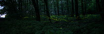 Light trails of  Firefly (Lamprohiza splendidula), males flying at night in woodland,  Lower Saxony, Germany, June.
