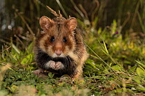 European hamster (Cricetus cricetus), juveniles, adult, in grass,  captive.