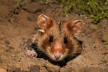 European hamster (Cricetus cricetus), juvenile in burrow, captive.