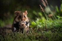 European hamster (Cricetus cricetus), mother carrying baby  in grass, captive.