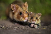 European hamster (Cricetus cricetus) adult female with baby, captive.
