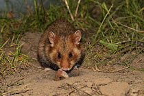 European hamster (Cricetus cricetus) adult female with juvenile looking out of the burrow, captive.