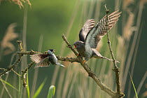 Common reed bunting (Emberiza schoeniclus) attacking Common cuckoo (Cuculus canorus), female,  Braunschweig, Lower Saxony, Germany, May.