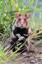 European hamster (Cricetus cricetus), in meadow, captive