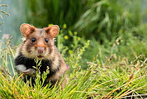 European hamster (Cricetus cricetus) in meadow, captive.