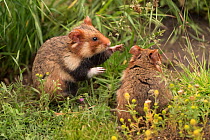 European hamsters (Cricetus cricetus)  in meadow, captive.