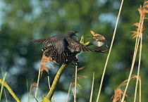 Common cuckoo (Cuculus canorus) fighting with Marsh warbler (Acrocephalus palustris), who is breeding nearby , Braunschweig, Lower Saxony, Germany, May.