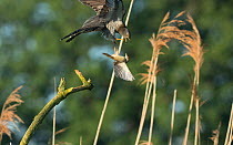 Common cuckoo (Cuculus canorus) fighting with Marsh warbler (Acrocephalus palustris), who is breeding nearby , Braunschweig, Lower Saxony, Germany, May.